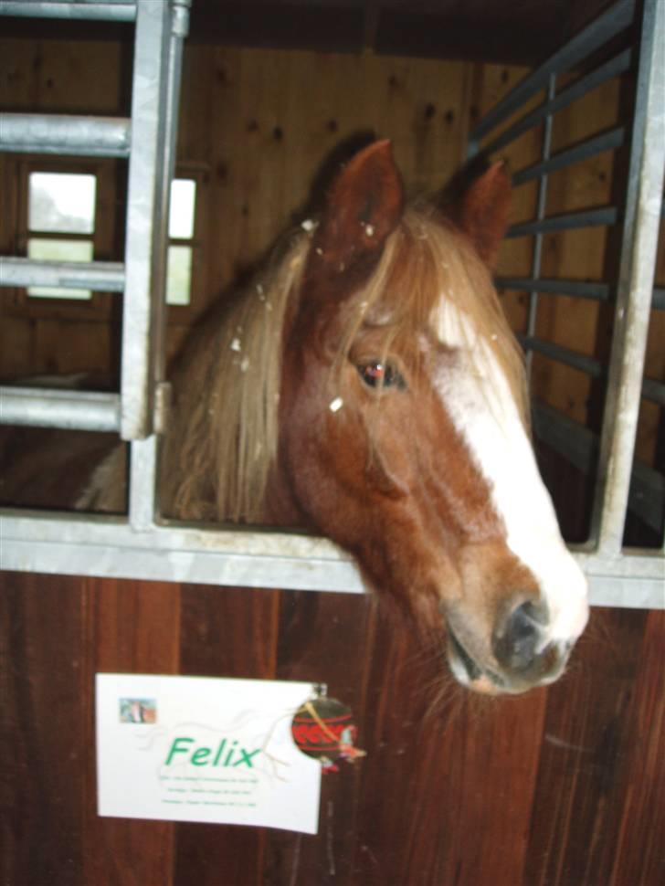 Pinto Felix - Den uimodstålige<3 - Søde Ølle i hans lille boks:* billede 6