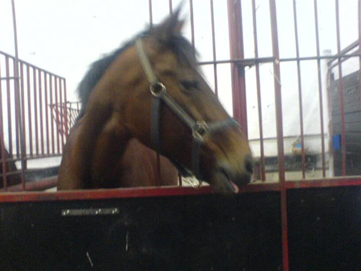 Anden særlig race Tøsen {Elev hest}(Simone) billede 5