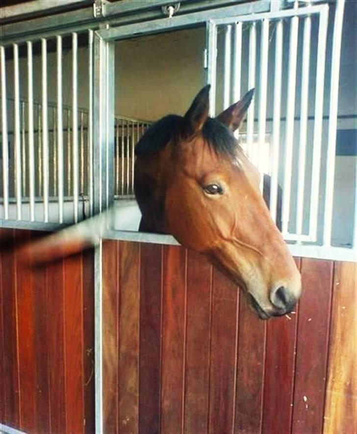 Hollandsk Varmblod Stifler - Velkommen til Coda´s profil :) Alle der bedømmer mine heste vil altid få en bedømmelse tilbage xD OBS : Coda´s profil vil blive opdateret så hurtigt som muligt, så hold øje med ham <3  billede 1