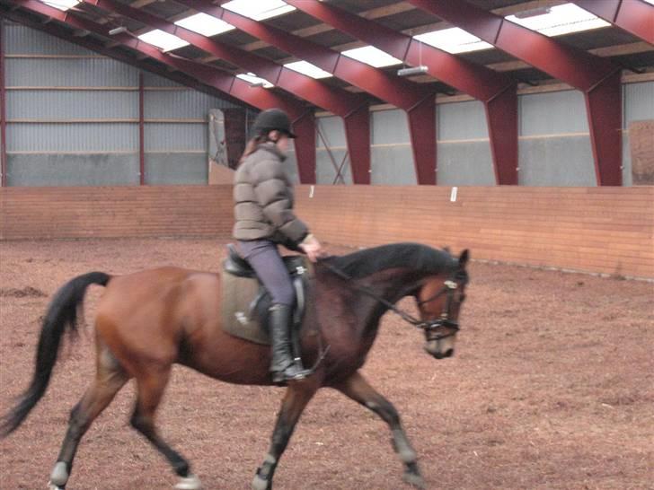 Hollandsk Varmblod Stifler - Sløret, men han går så fint lige der :)  billede 2