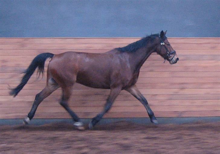 Hollandsk Varmblod Stifler billede 3