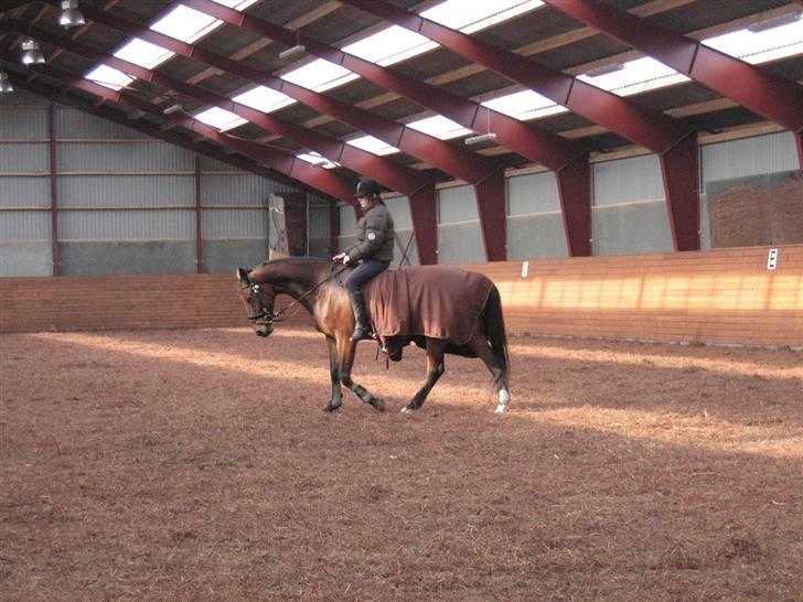 Hollandsk Varmblod Stifler billede 4