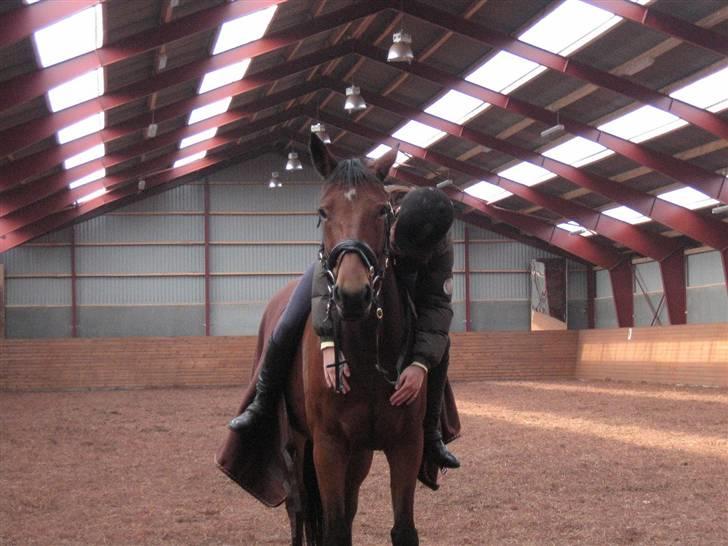 Hollandsk Varmblod Stifler billede 5