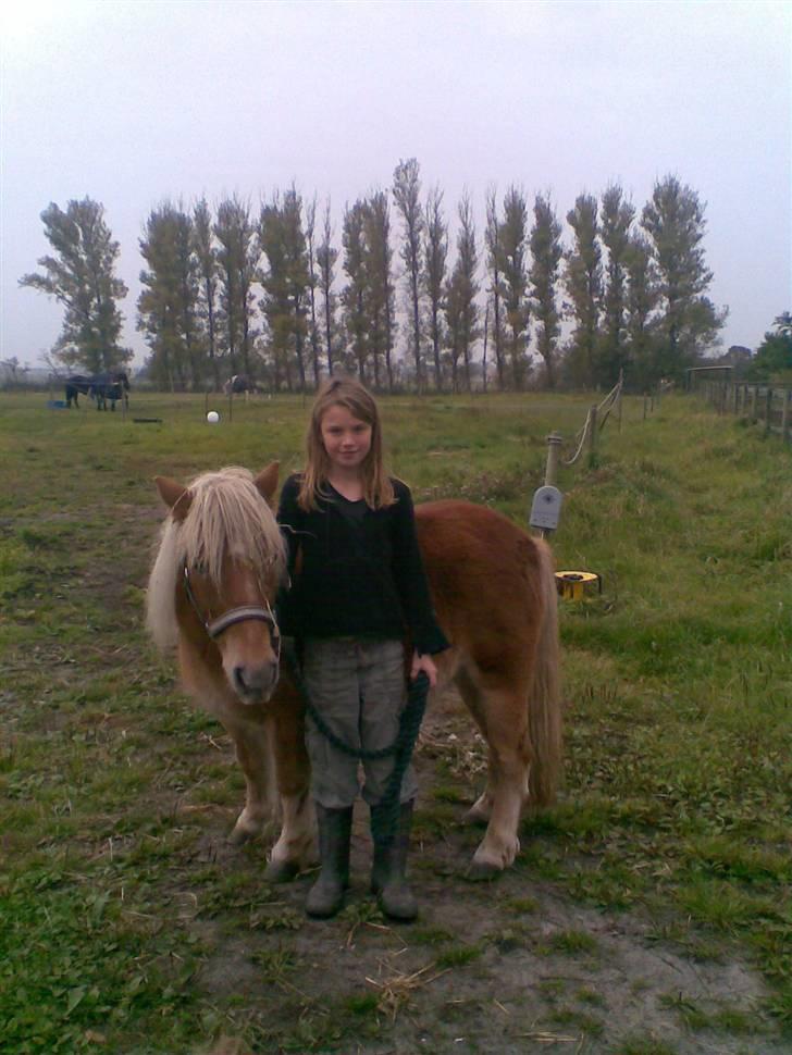 Shetlænder Pikatju Himmelhesten billede 9