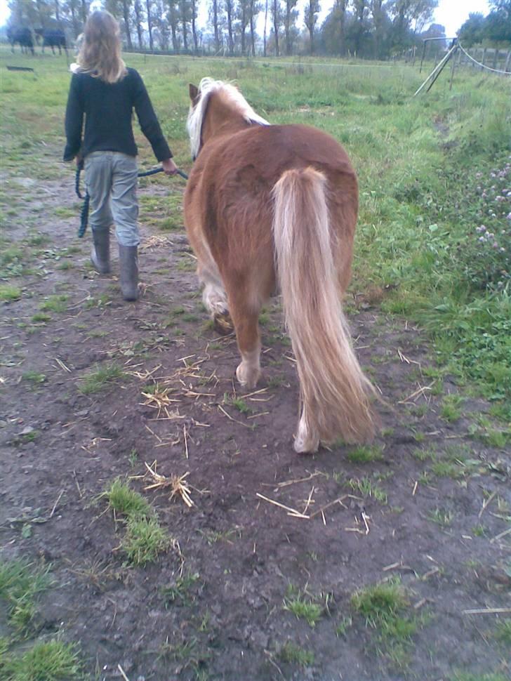 Shetlænder Pikatju Himmelhesten billede 10