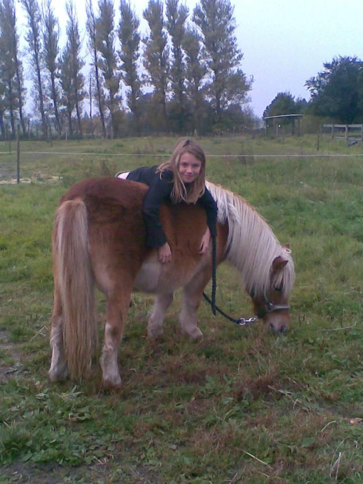 Shetlænder Pikatju Himmelhesten billede 11