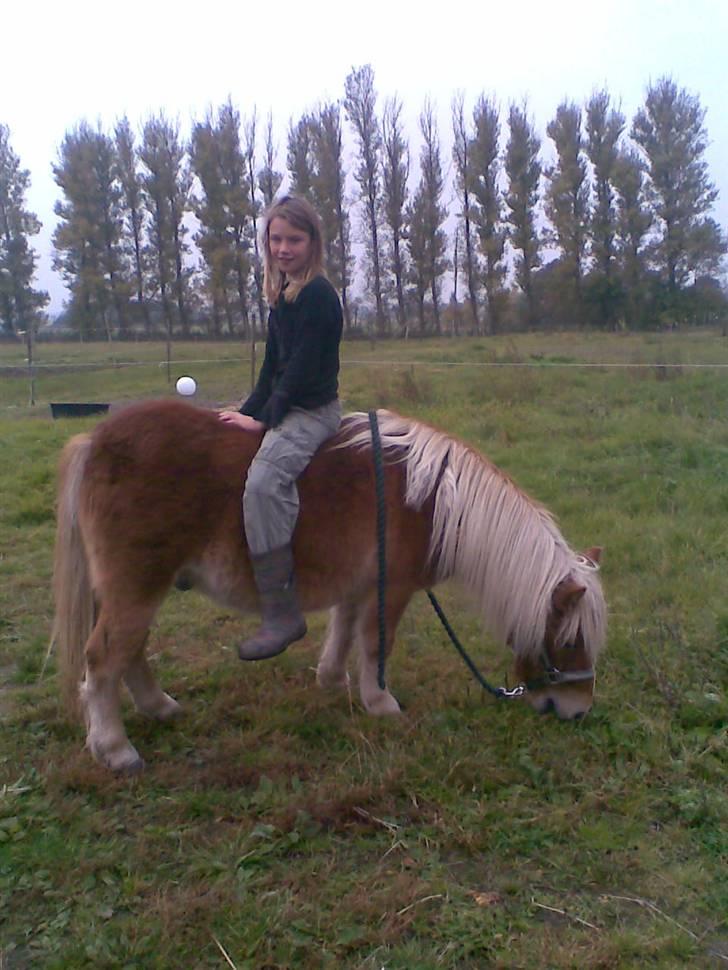 Shetlænder Pikatju Himmelhesten billede 12