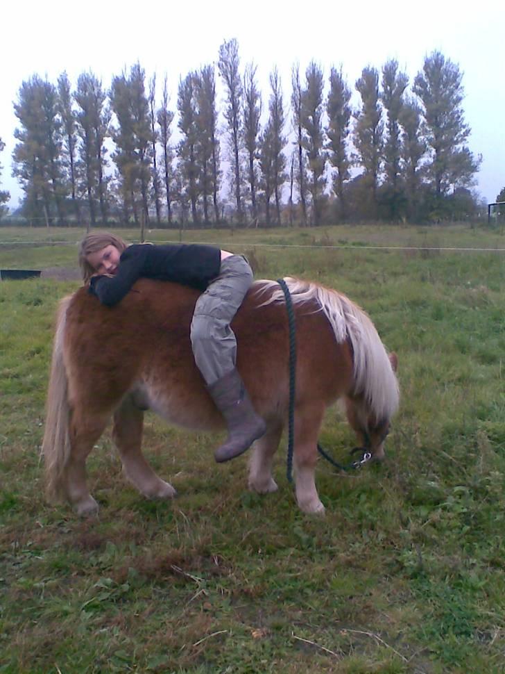 Shetlænder Pikatju Himmelhesten billede 13