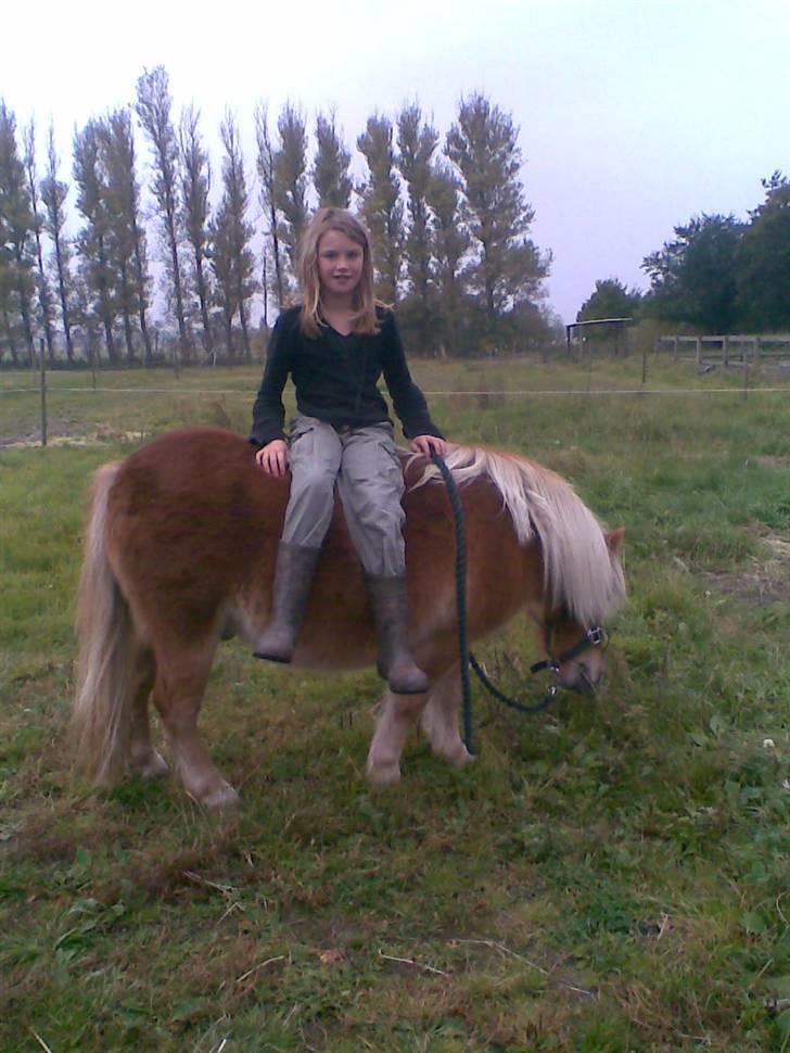 Shetlænder Pikatju Himmelhesten billede 14