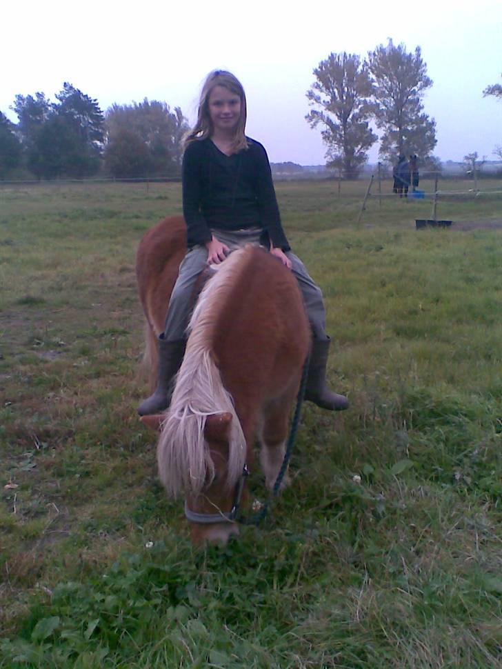 Shetlænder Pikatju Himmelhesten billede 15