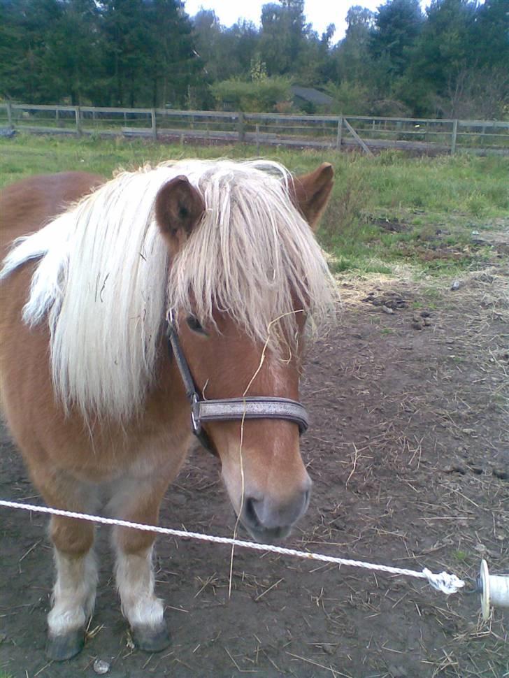 Shetlænder Pikatju Himmelhesten billede 16