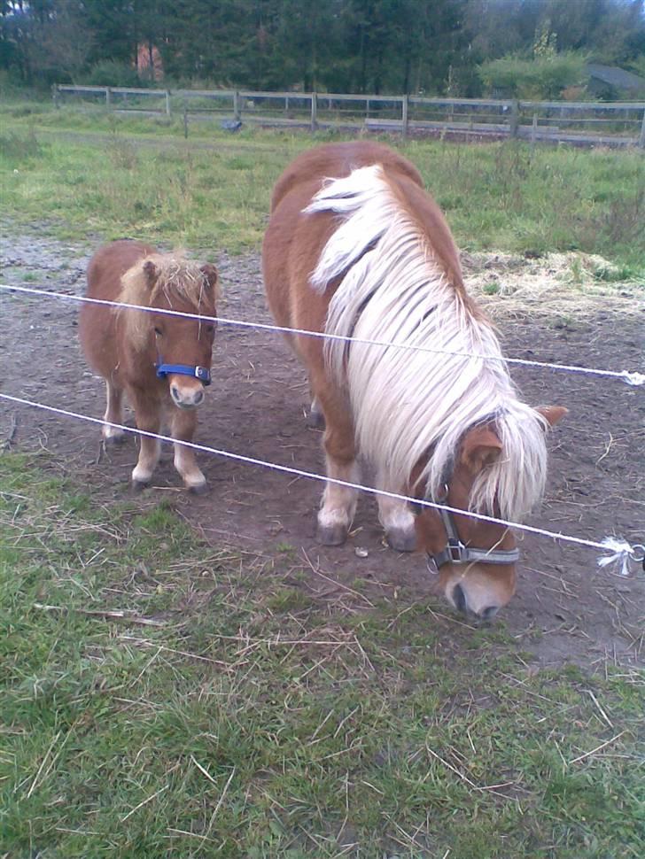 Shetlænder Pikatju Himmelhesten billede 17