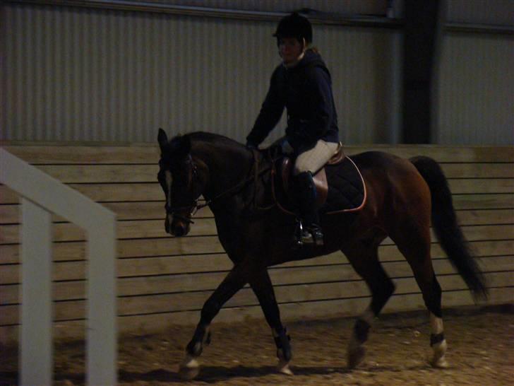 Anden særlig race Nørlunds Pokémon solgt - træning - opvarmning billede 17