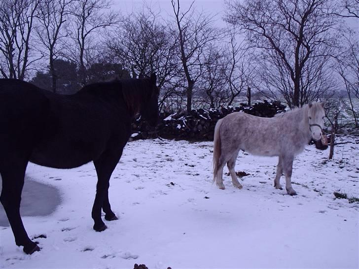 Connemara Silver billede 10