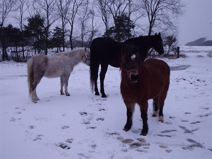 Connemara Silver billede 11