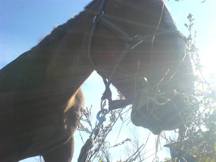 Dansk Varmblod Ascot *solgt* :'( <3 - du er så smuk lige gydligt hvor man ser dig fra billede 13