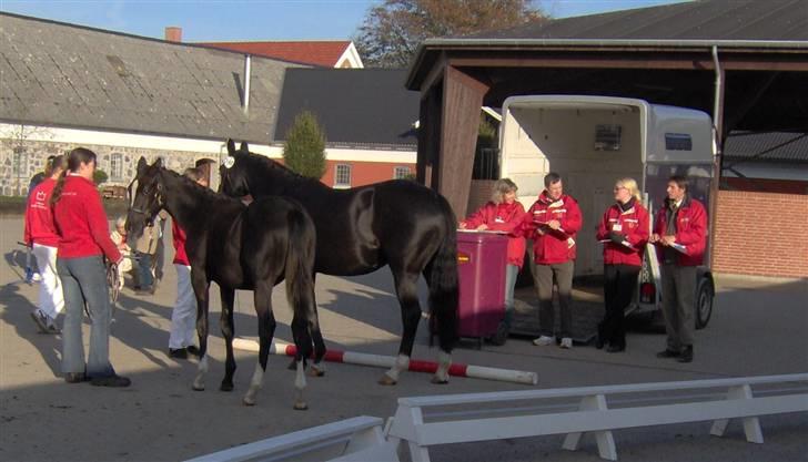 Dansk Varmblod baya - til bedømmelse på fast bund billede 2