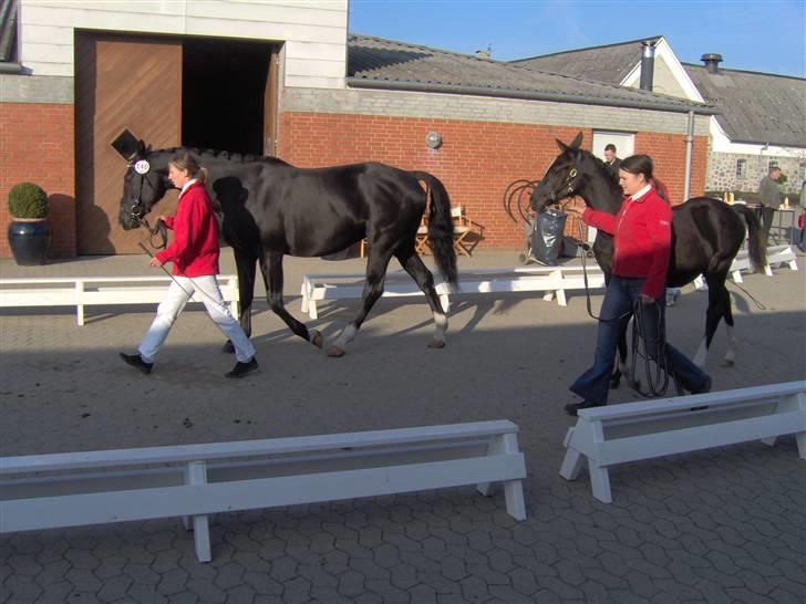 Dansk Varmblod baya - igen på fast bund til kåring billede 3
