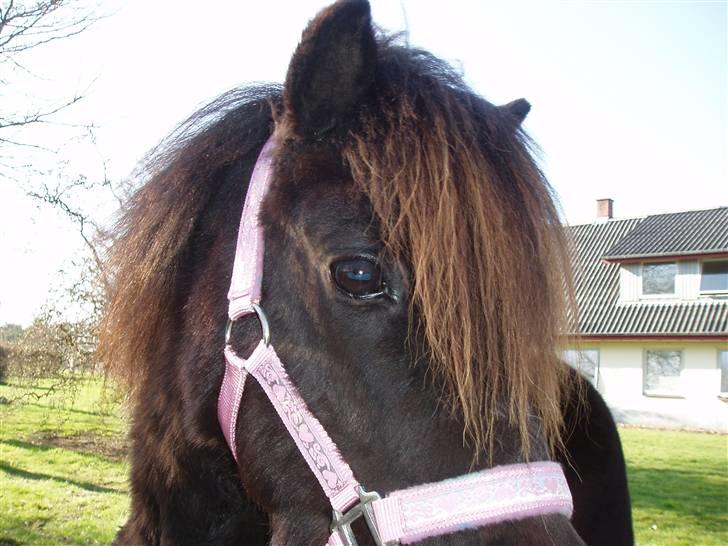 Shetlænder Prut *SOLGT* billede 1