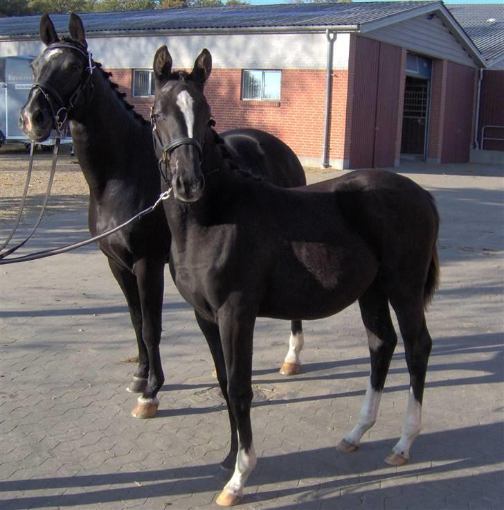 Dansk Varmblod baya - mor og datter til kåring billede 4