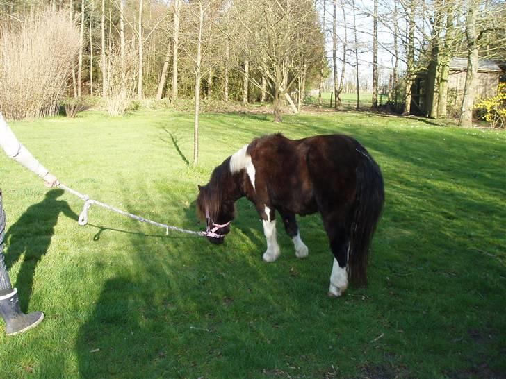 Shetlænder Prut *SOLGT* billede 2
