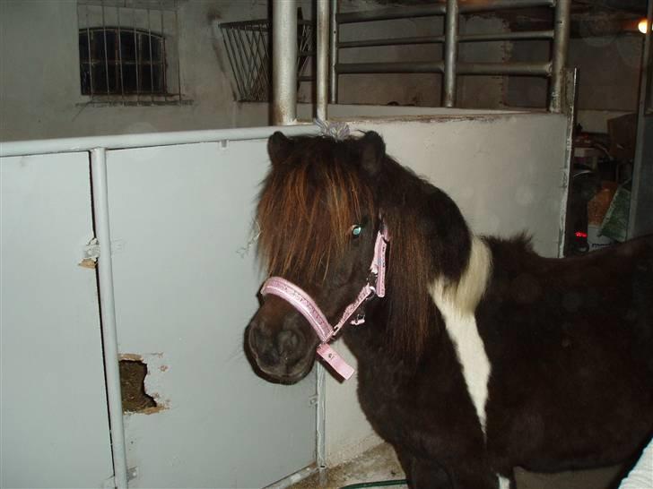 Shetlænder Prut *SOLGT* billede 3