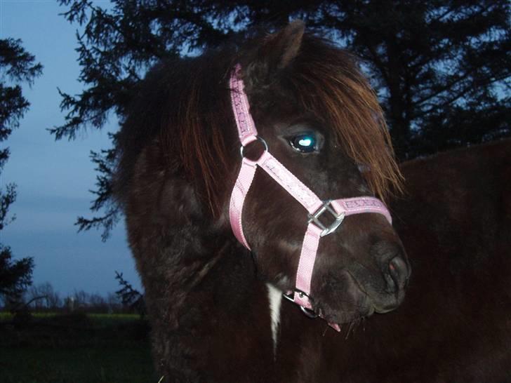 Shetlænder Prut *SOLGT* billede 4