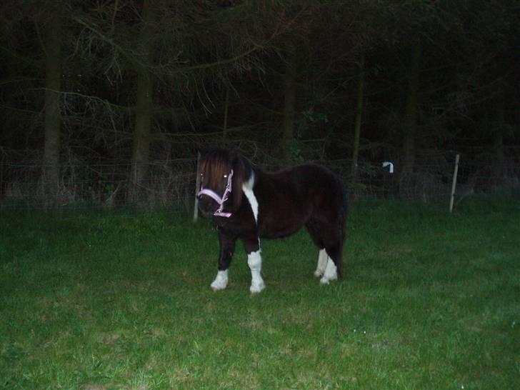 Shetlænder Prut *SOLGT* billede 5