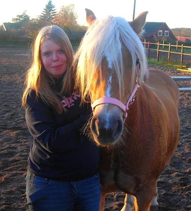 Haflinger Santana - Elsker min Tanne SÅ højt <3  billede 10