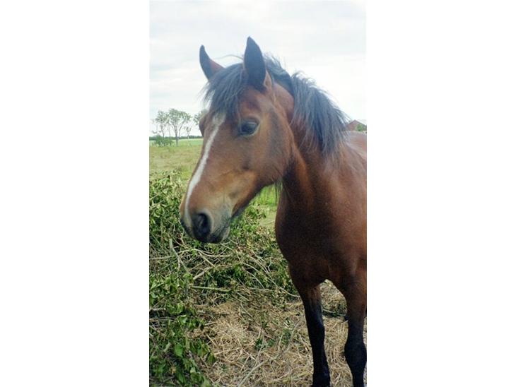 {{currentPhoto.altText}} billede {{currentPhoto.number}}