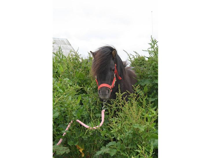 {{currentPhoto.altText}} billede {{currentPhoto.number}}