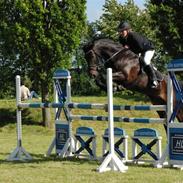 Dansk Varmblod Lucano B