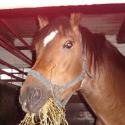 New Forest Pablo R.I.P.