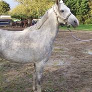 Anden særlig race Düchess