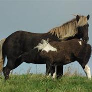 Islænder Silfurskotta