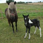 Islænder Silfurskotta