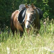 New Forest Luna