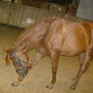 Arabisk fuldblod (OX) Cassanova (SOLGT)