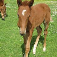 Dansk Varmblod Tsarina Romanov *SOLGT*