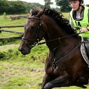 Fuldblod (XX) Disney Dream XX (R.I.P)