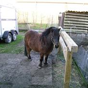 Shetlænder Buller