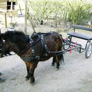 Shetlænder Buller