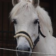 Anden særlig race Denise