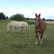 Frederiksborg Lux Jomfrugaard (Passer)