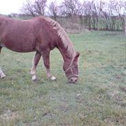 Frederiksborg Lux Jomfrugaard (Passer)