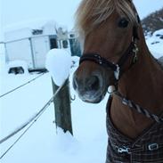 Anden særlig race Frederik