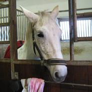 Anden særlig race Strøgårdens kiwi