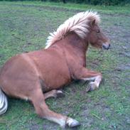 Islænder Skyssa R.I.P