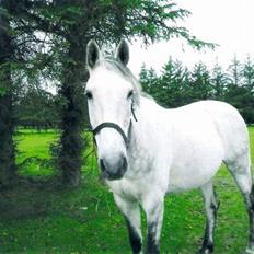 Trakehner Blå *HALVBLIND*