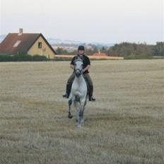 Trakehner Blå *HALVBLIND*